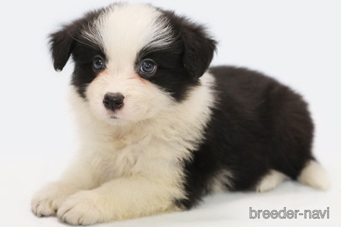 成約済の神奈川県のボーダーコリー-247678の2枚目